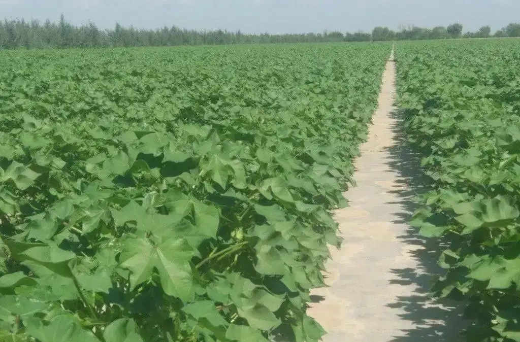 棉花高產種植的關鍵步驟與技巧分享