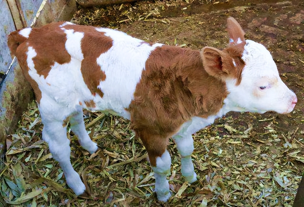 飼養(yǎng)新生牛犢必看：不吃奶的解決方法及日常注意事項(xiàng)