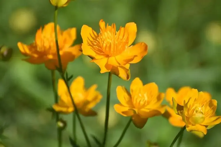 金蓮花生長在什么地方？生長環境與實用價值揭秘