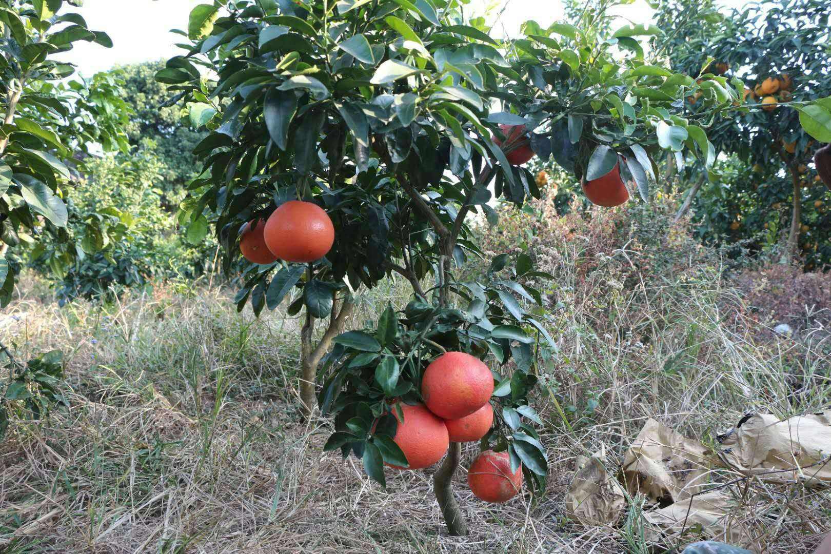 西柚是熱性還是涼性水果，中醫角度看西柚性味。