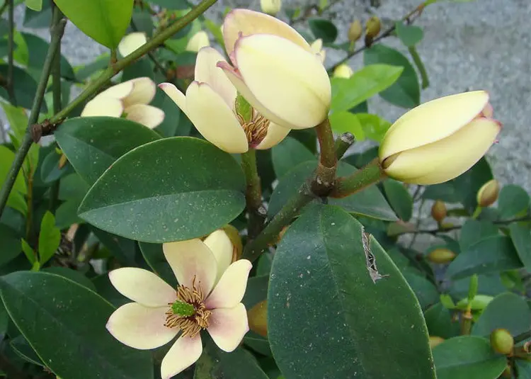 含笑花是什么植物，含笑花開微笑醉人間