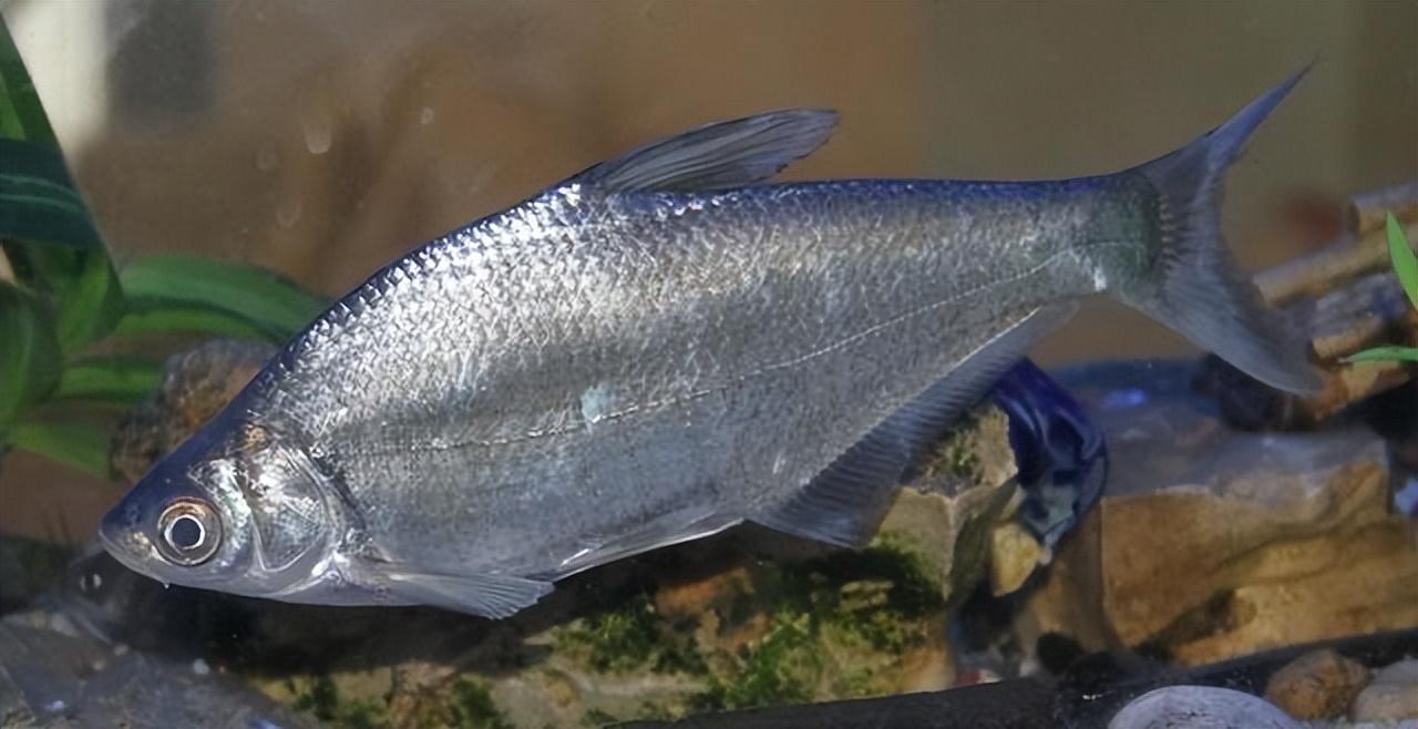 科技賦能鳊魚養殖，打造綠色高效人工養殖模式