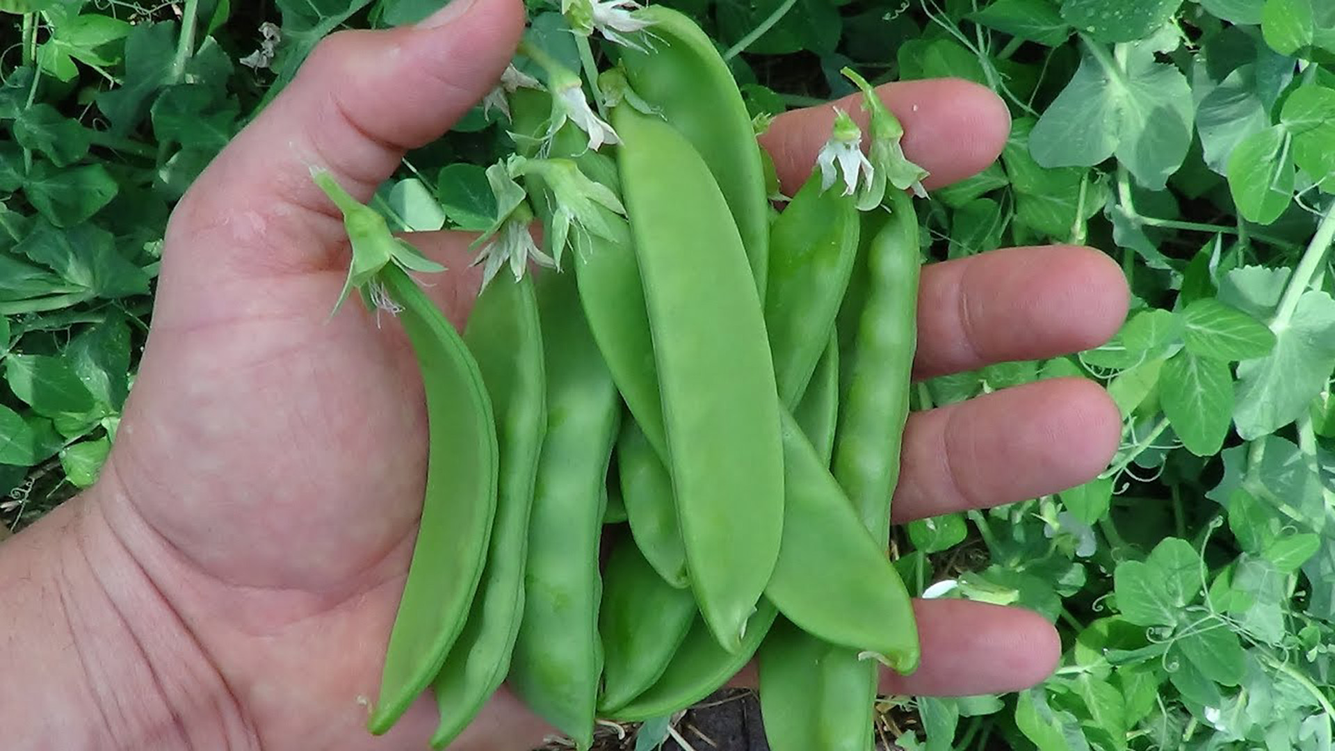 蔬菜知識：荷蘭豆是轉基因蔬菜嗎？