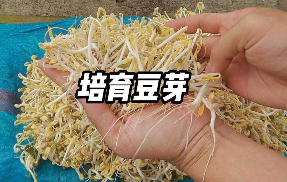 豆芽家庭DIY速培發芽制作視頻教程分享