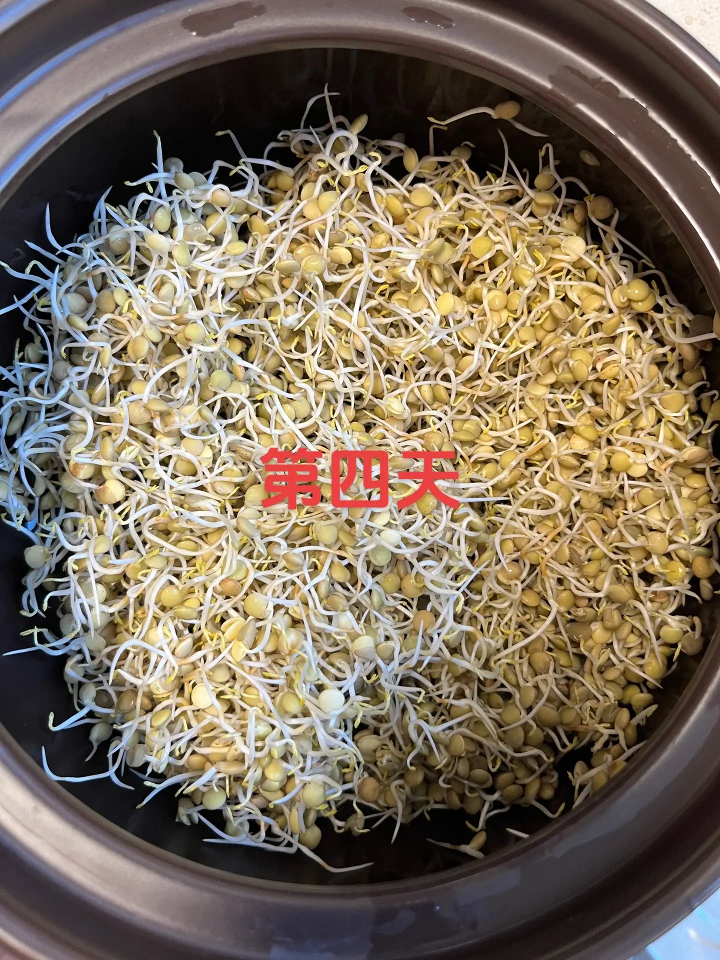 豆芽家庭DIY速培發芽制作視頻教程分享