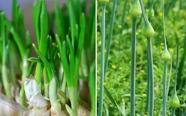 綠色蔬菜雙子星-蒜苔和蒜苗什么關系？