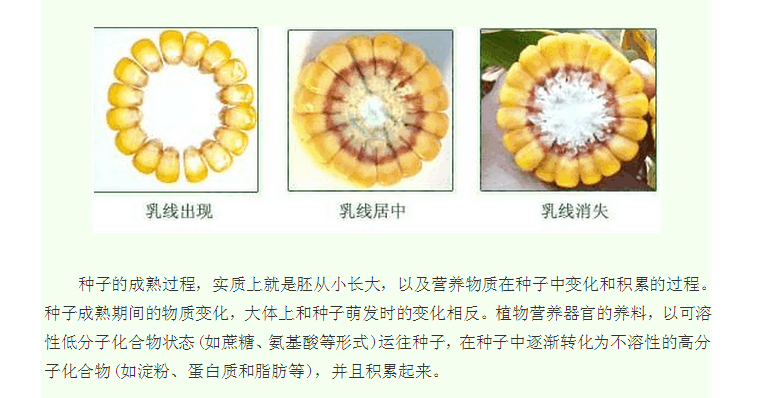 玉米何時成熟？教你準確判斷玉米是否成熟適合采摘