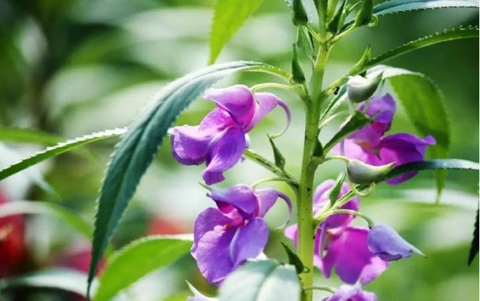 <b>花卉知識科普-鳳仙花是一年生還是多年生的植物</b>