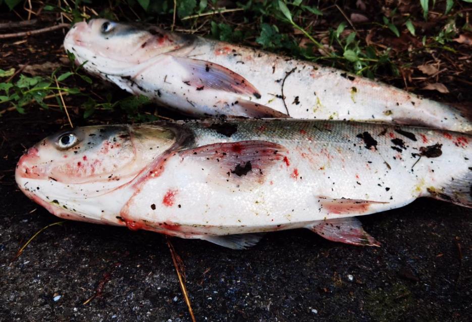 鰱鳙魚生長環境條件是什么，鰱鳙魚的特點介紹