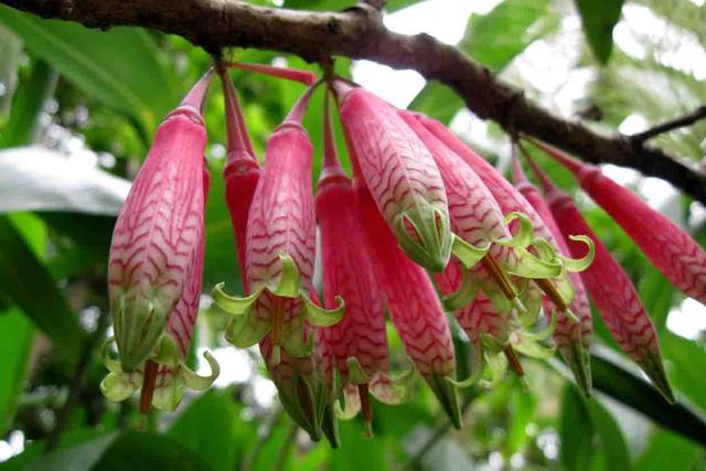 樹(shù)蘿卜-附生植物的生長(zhǎng)習(xí)性與特點(diǎn)價(jià)值