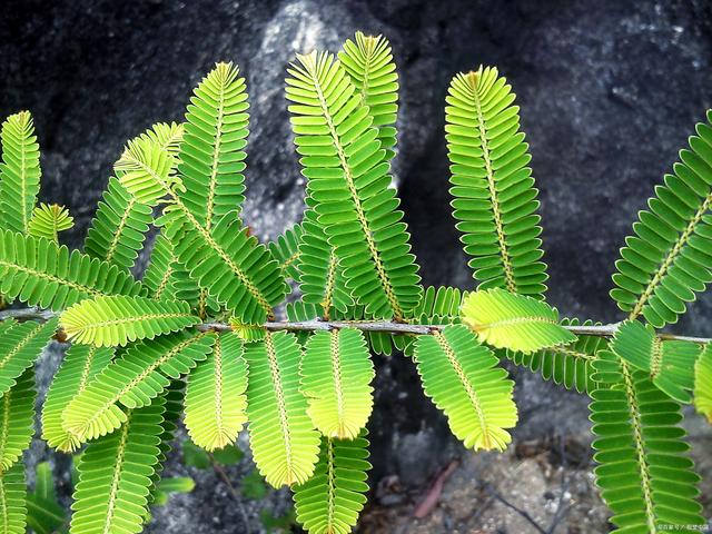 四季不停變換的含羞草是常綠植物還是落葉植物？