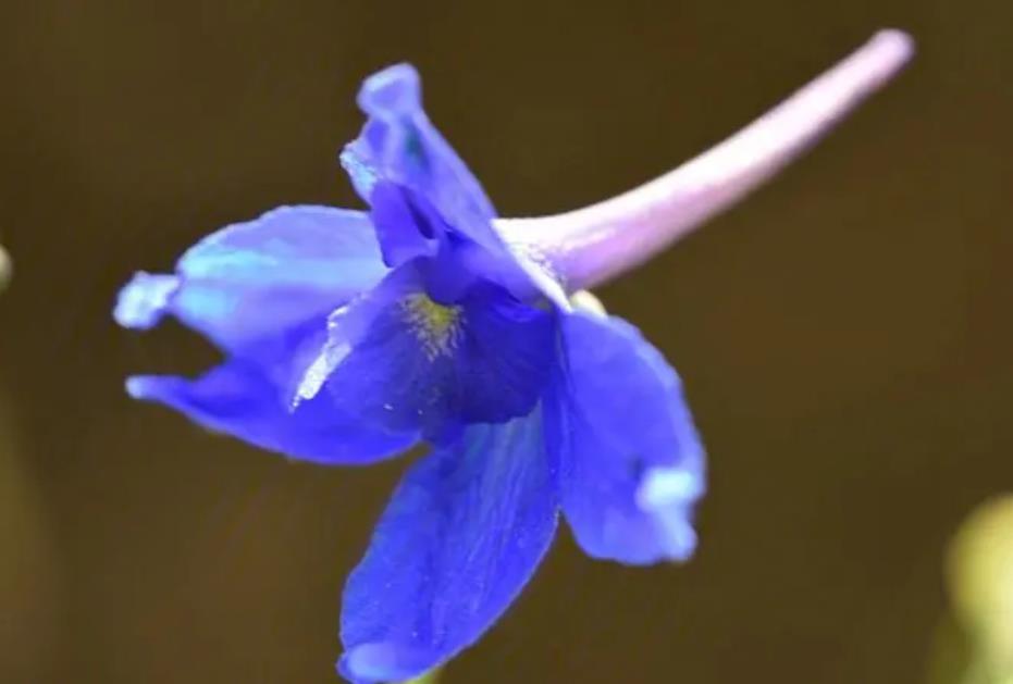 矮翠雀花是什么植物，適合室內養殖嗎