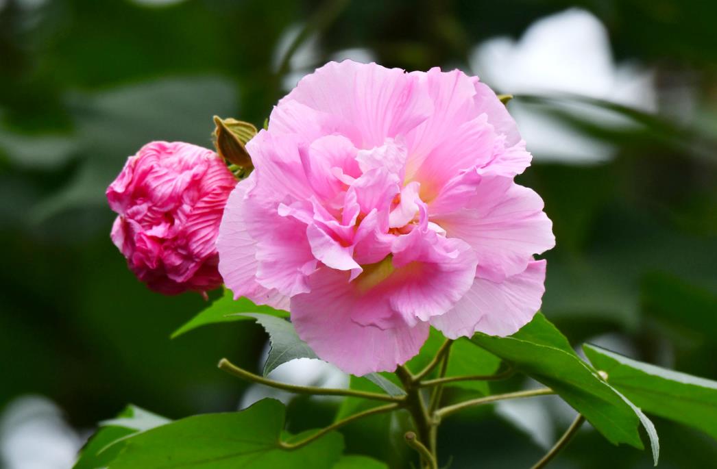 五大芙蓉花品種介紹，帶你領略花卉之美