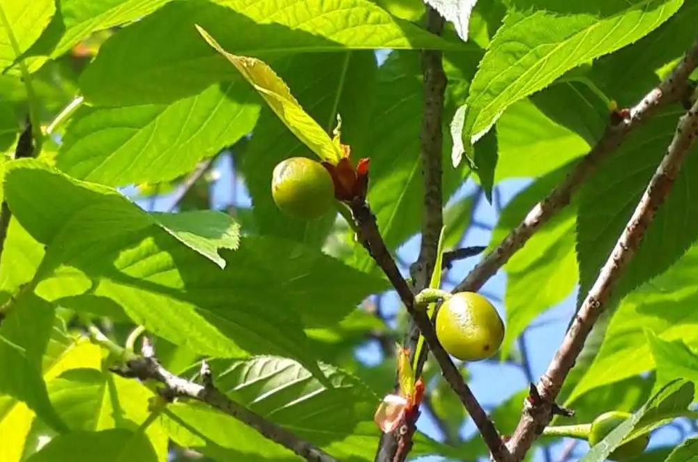 櫻花樹開花后會結(jié)果實嗎