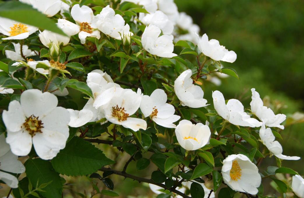 金櫻子開花有香味嗎，它吸引蜜蜂嗎