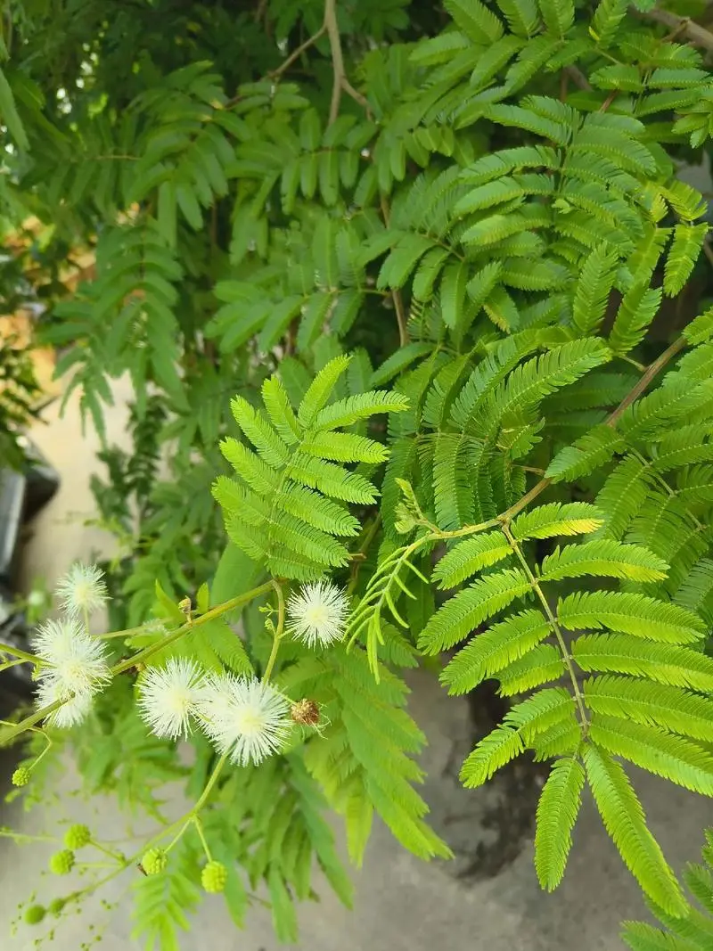 光莢含羞草有什么特點及價值？與含羞草有什么區別