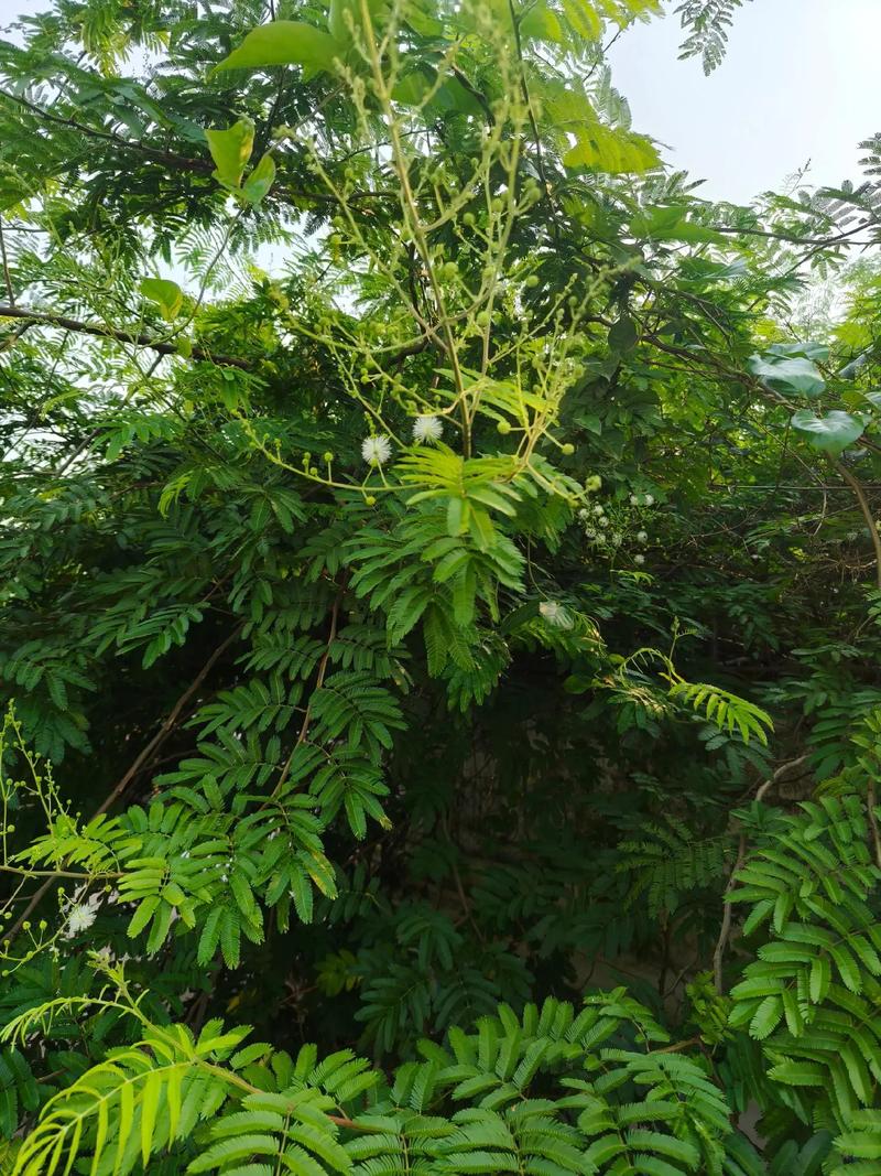 光莢含羞草有什么特點及價值？與含羞草有什么區別