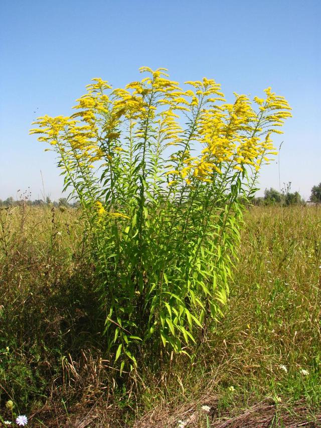 加拿大一枝黃花權(quán)威視頻科普，藥用價值與生態(tài)危害介紹