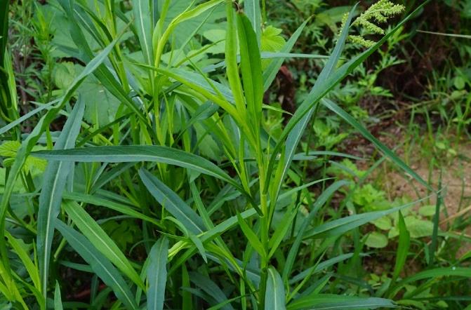 鉆葉紫菀-菊科植物中的‘生態戰士’與特點價值