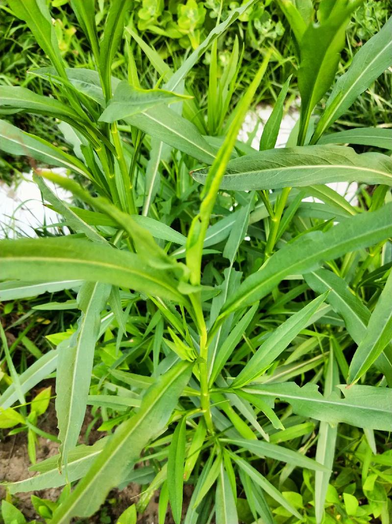 鉆葉紫菀-菊科植物中的‘生態(tài)戰(zhàn)士’與特點(diǎn)價(jià)值