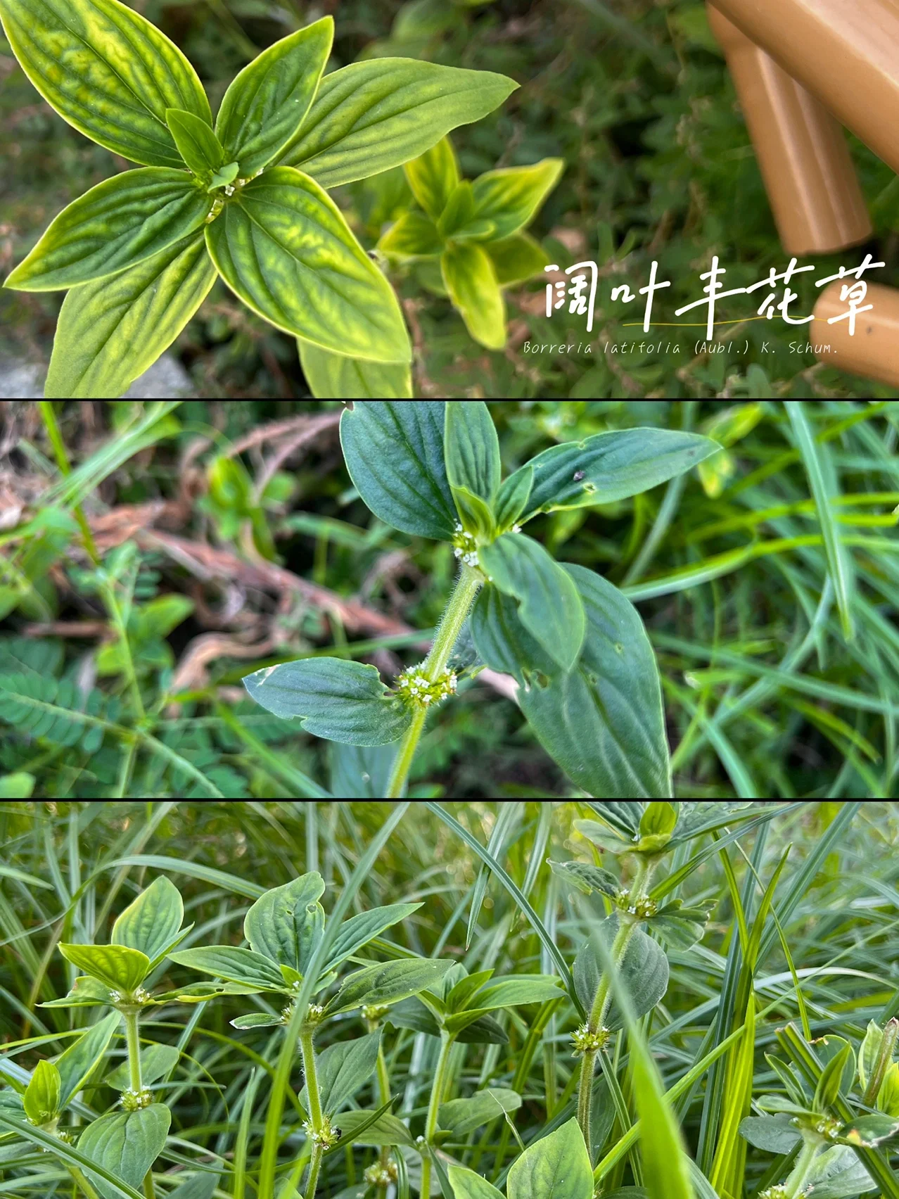 闊葉豐花草-用途廣泛卻潛藏危機的雙面入侵植物