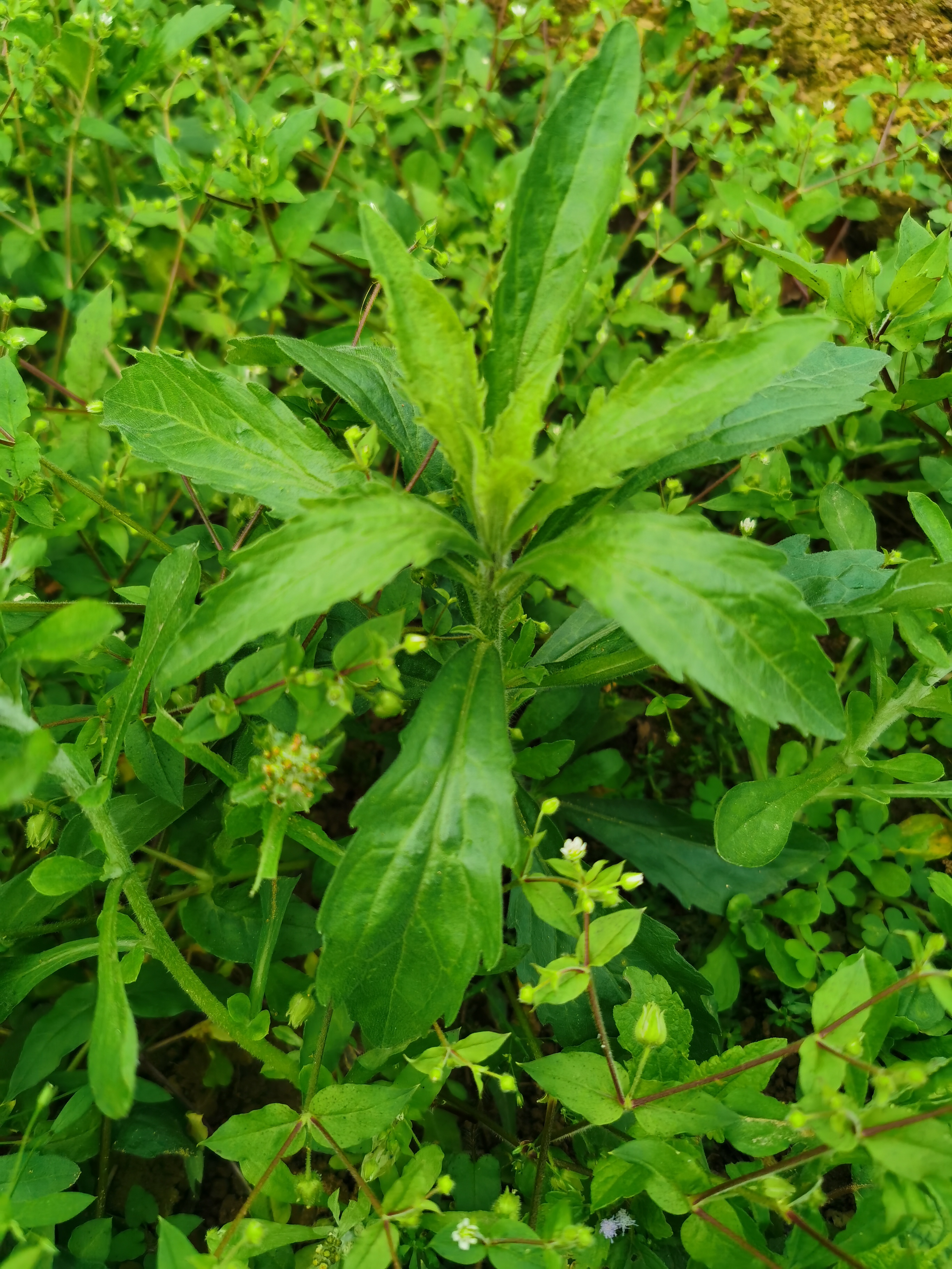 小蓬草是什么植物，有什么特點與用途