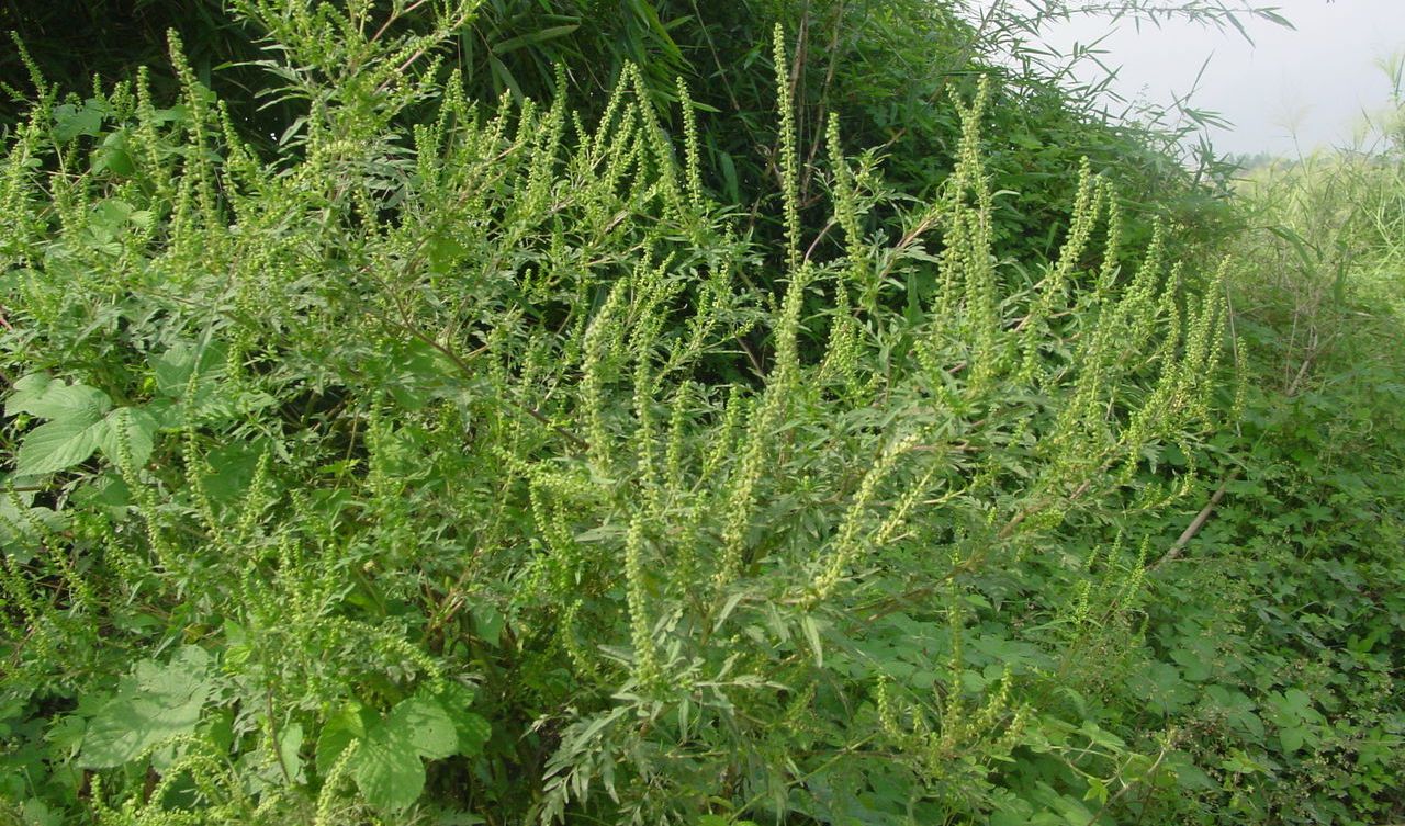 豚草是什么植物？解析這種外來入侵植物的危害與特點