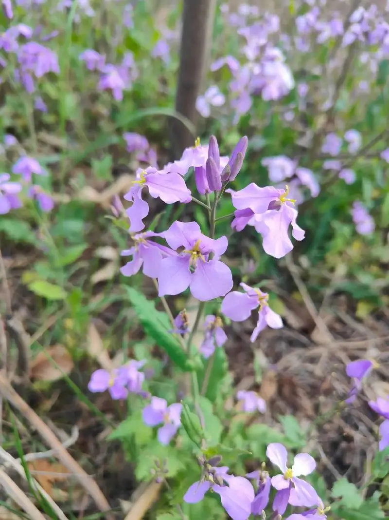 諸葛菜是什么花卉植物，會開花嗎