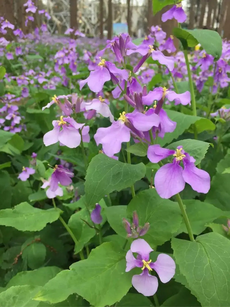 諸葛菜是什么花卉植物，會開花嗎