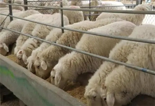 羊養殖飼料為什么要加鹽，有什么作用及注意事項