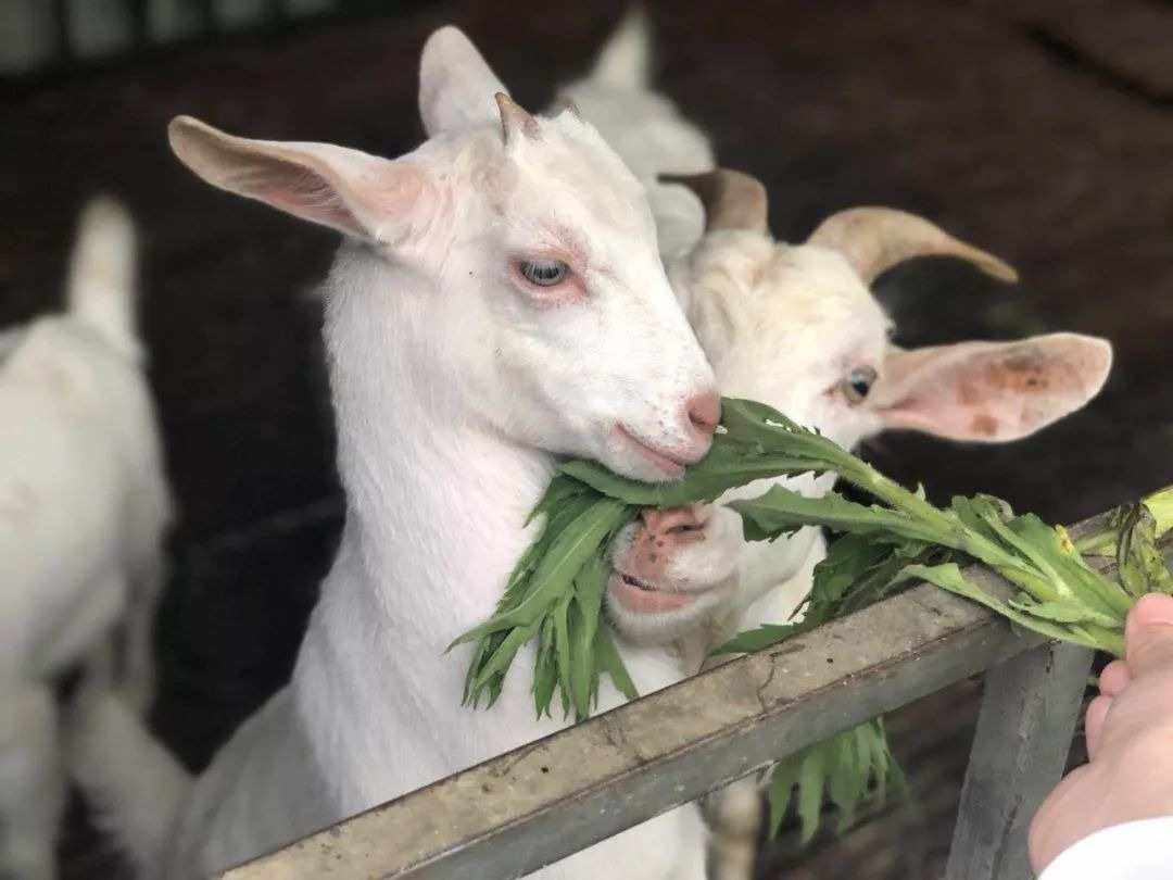 羊養殖飼料為什么要加鹽，有什么作用及注意事項