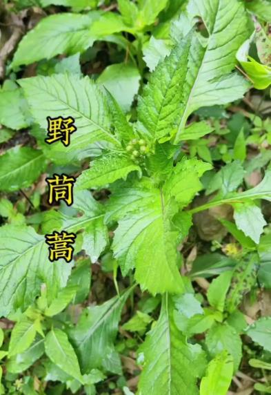 野茼蒿能吃嗎，和茼蒿有什么區別？