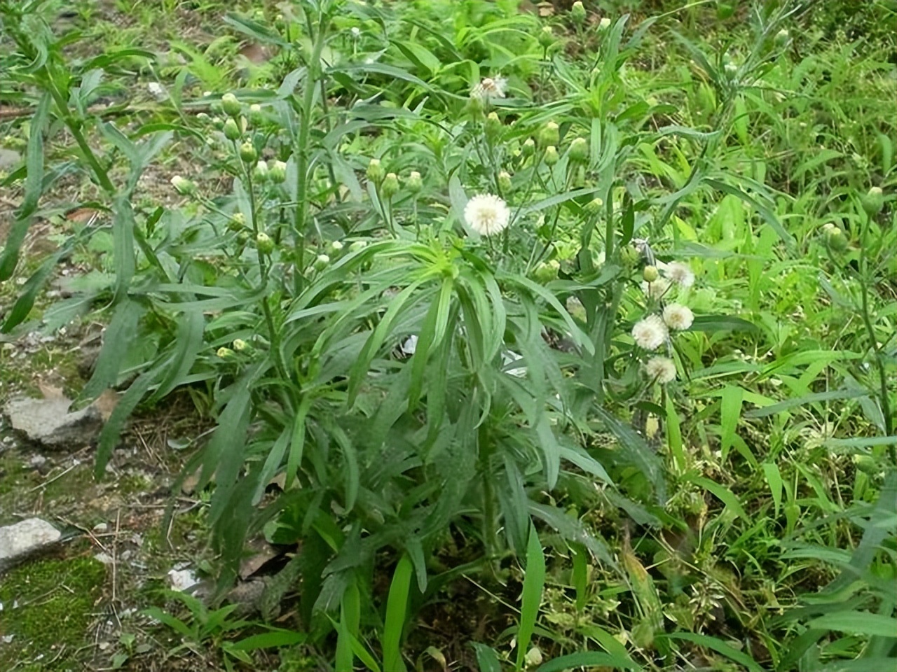 香絲草長什么樣，有什么價值和用途