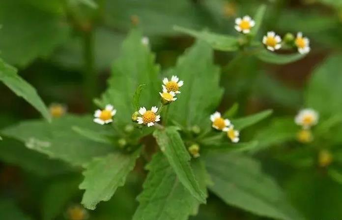 粗毛牛膝菊介紹，有什么特點和危害