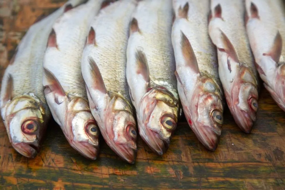 香魚是海魚還是淡水魚，有什么特點和價值？