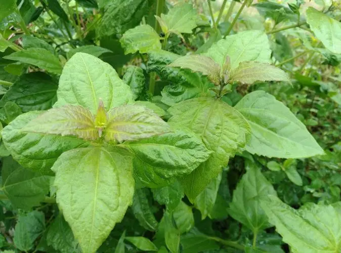 飛機草是入侵植物嗎？它帶來了哪些危害？