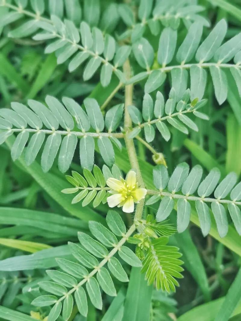 蒺藜草生長(zhǎng)環(huán)境條件與價(jià)值作用介紹