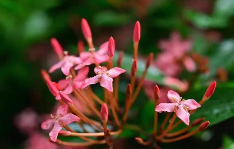 仙丹花是什么花，冬天怎么養護？