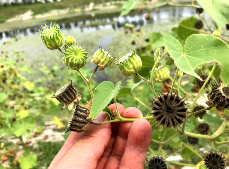 苘麻是什么植物，有什么特點和價值用途？