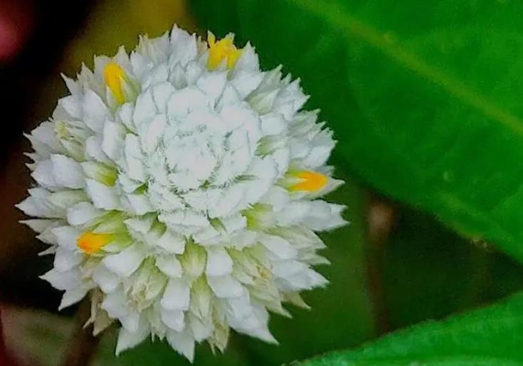 銀花莧開(kāi)花是什么顏色，庭院養(yǎng)殖需要注意什么？