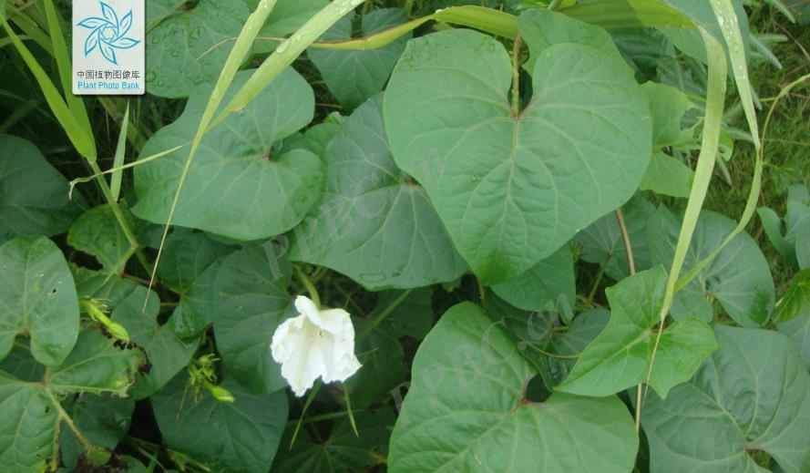 月光花是什么花卉植物，適合室內養殖嗎？