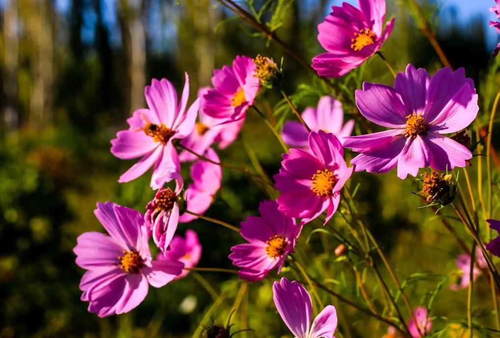 秋英花長什么樣子，生長和開花條件要求是什么?