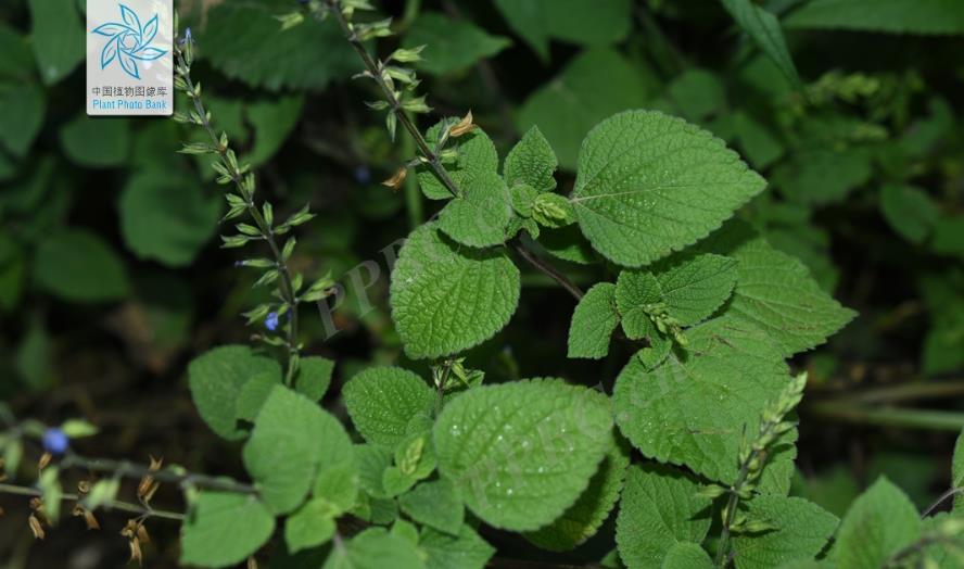 椴葉鼠尾草是什么植物，有什么價值和危害？