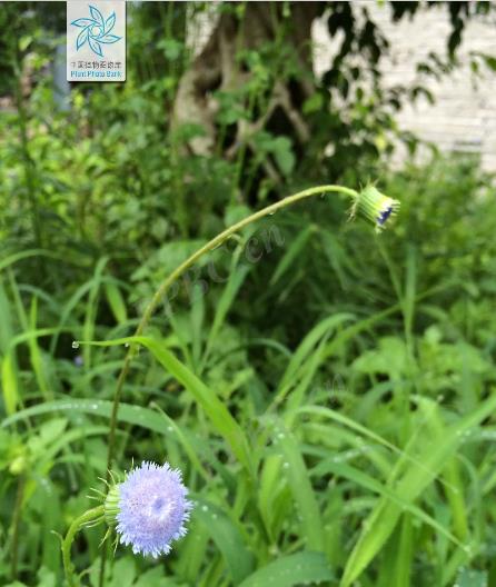 藍(lán)花野茼蒿有毒嗎，有什么特點(diǎn)和價(jià)值？