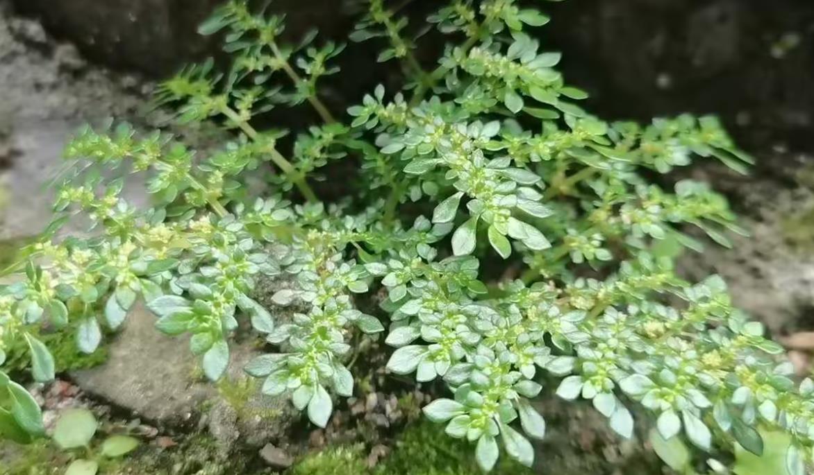 小葉冷水花養(yǎng)殖土培還是水培好，有什么技巧？