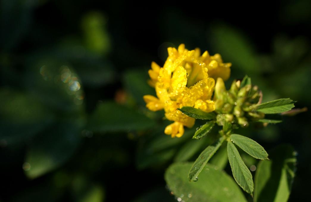 黃花稔開花是什么顏色，室內可以養殖嗎？