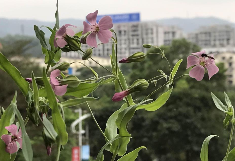 麥藍菜生長條件要求是什么，庭院怎么養殖？