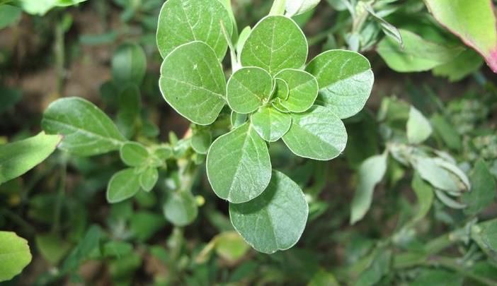 北美莧是入侵植物嗎，生物學(xué)特性、生態(tài)影響與利用價值介紹