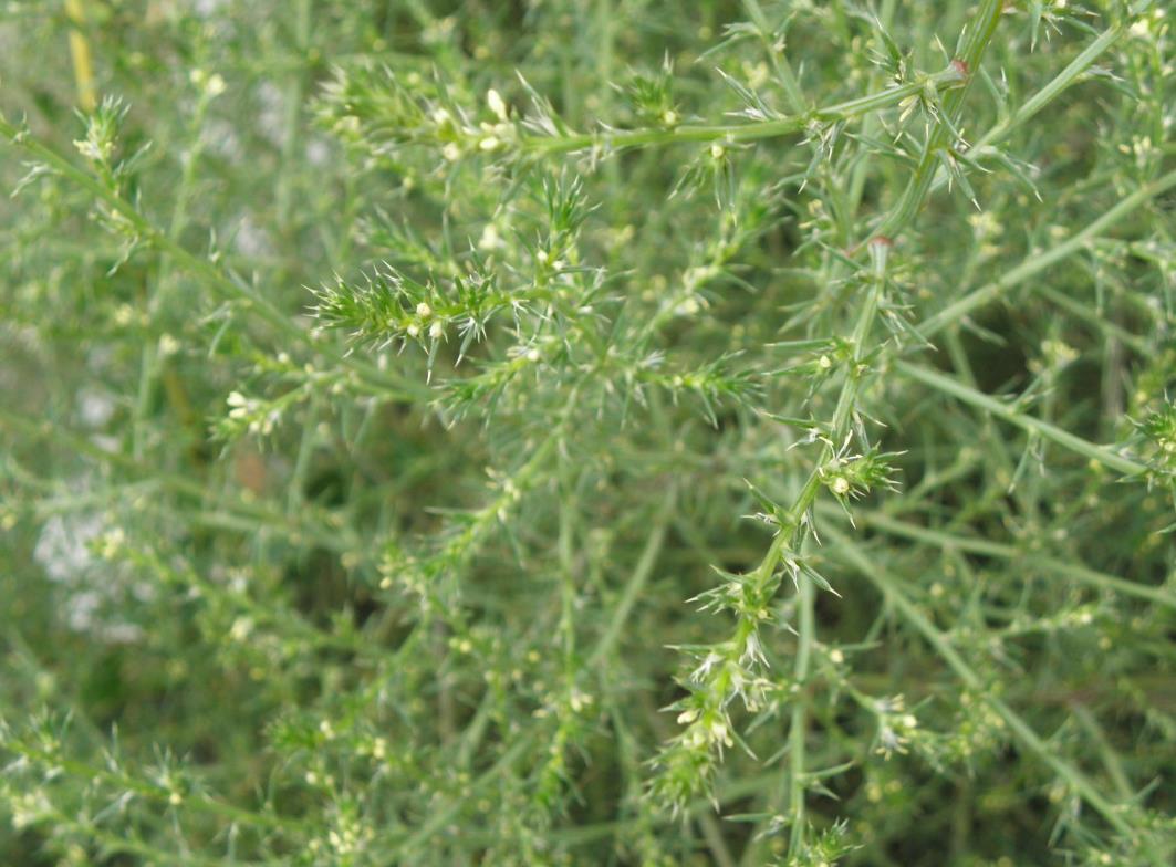 刺沙蓬：了解它的生物學(xué)特征、生態(tài)價值與潛在危害