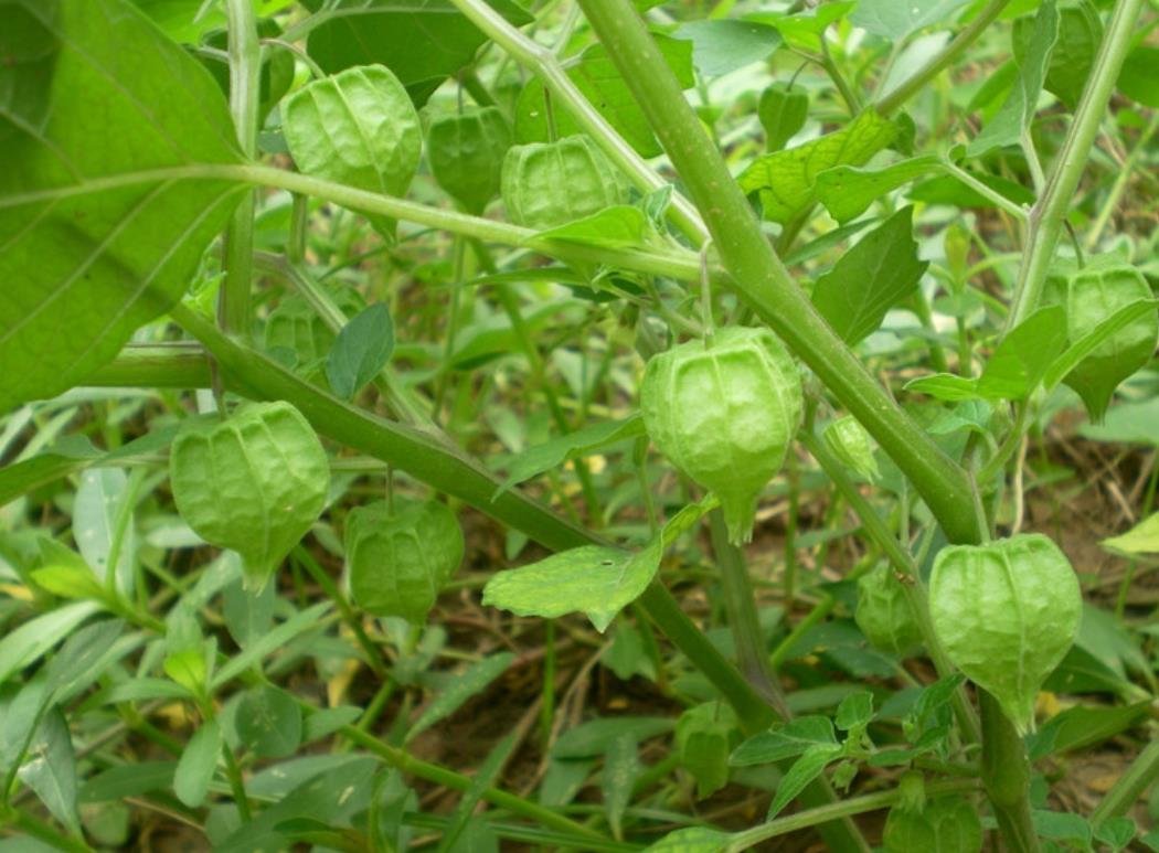 苦蘵有哪些別名，有什么特點和價值？